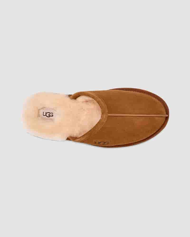 UGG Scuff Muške Papuce Smeđe | HRT8585C